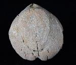 Ova canaliferus (LAMARCK 1816) - Bild © FossNet FossilienStore